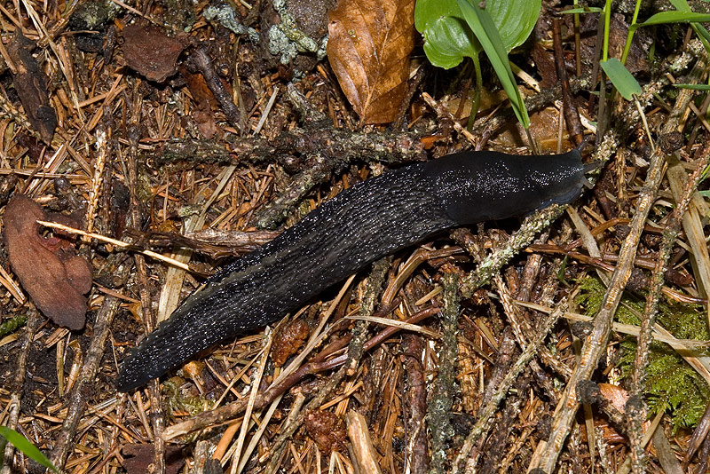 Limax cinereoniger da Lozzo di Cadore (BL)